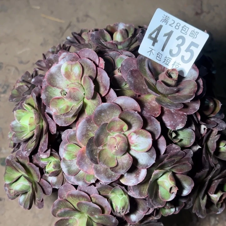 玫瑰多肉植物法师4135
