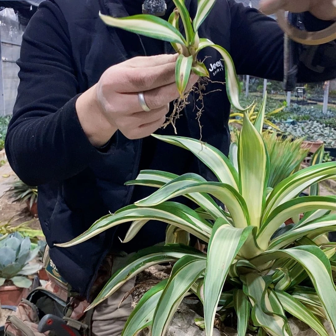 鹦鹉嘴白中斑侧芽一颗