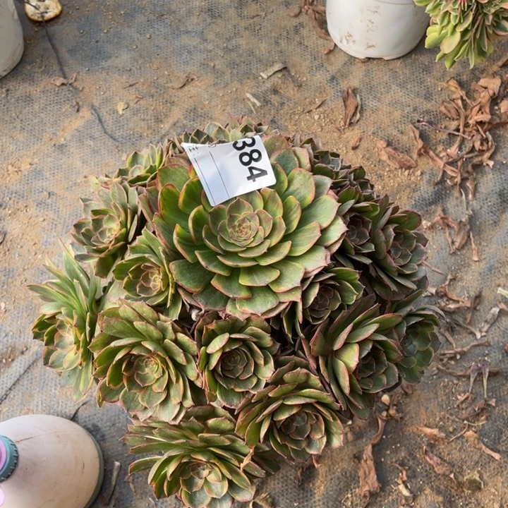 多肉半夏法师384