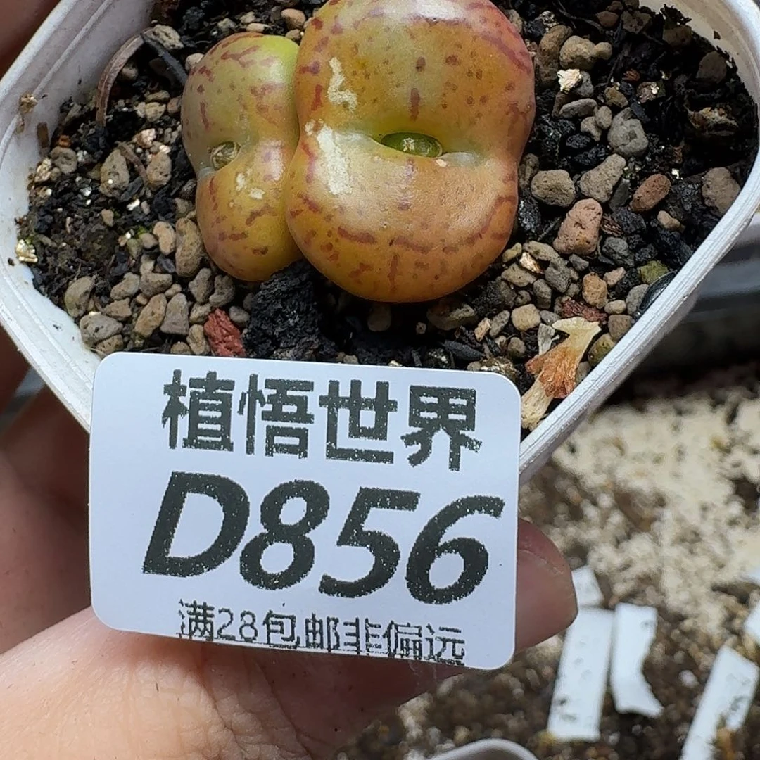 多肉植物的人啊fvb