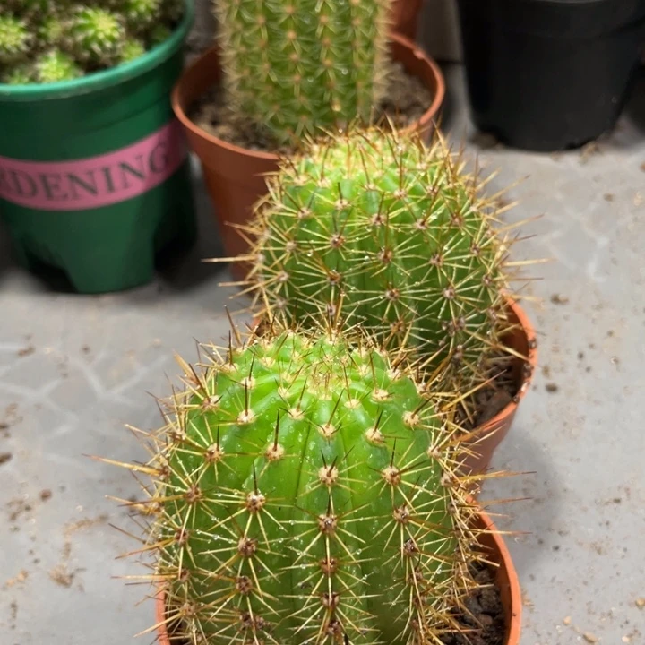 进口新品毛花住大满贯一杯