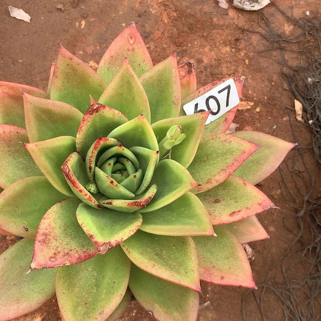 607杂一物一拍多肉