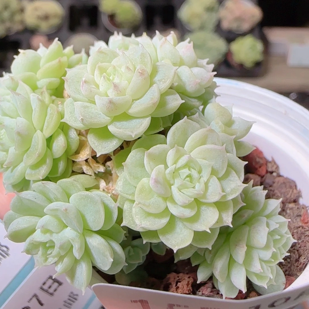 花语逸镜1027-153散