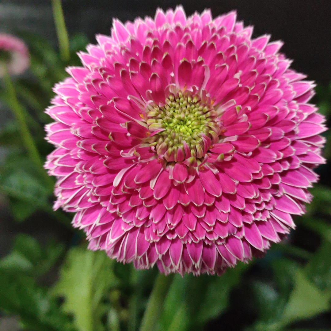 (波士顿)高杆非洲菊四季开花多年生宿根苗花卉地栽盆栽阳台庭院室