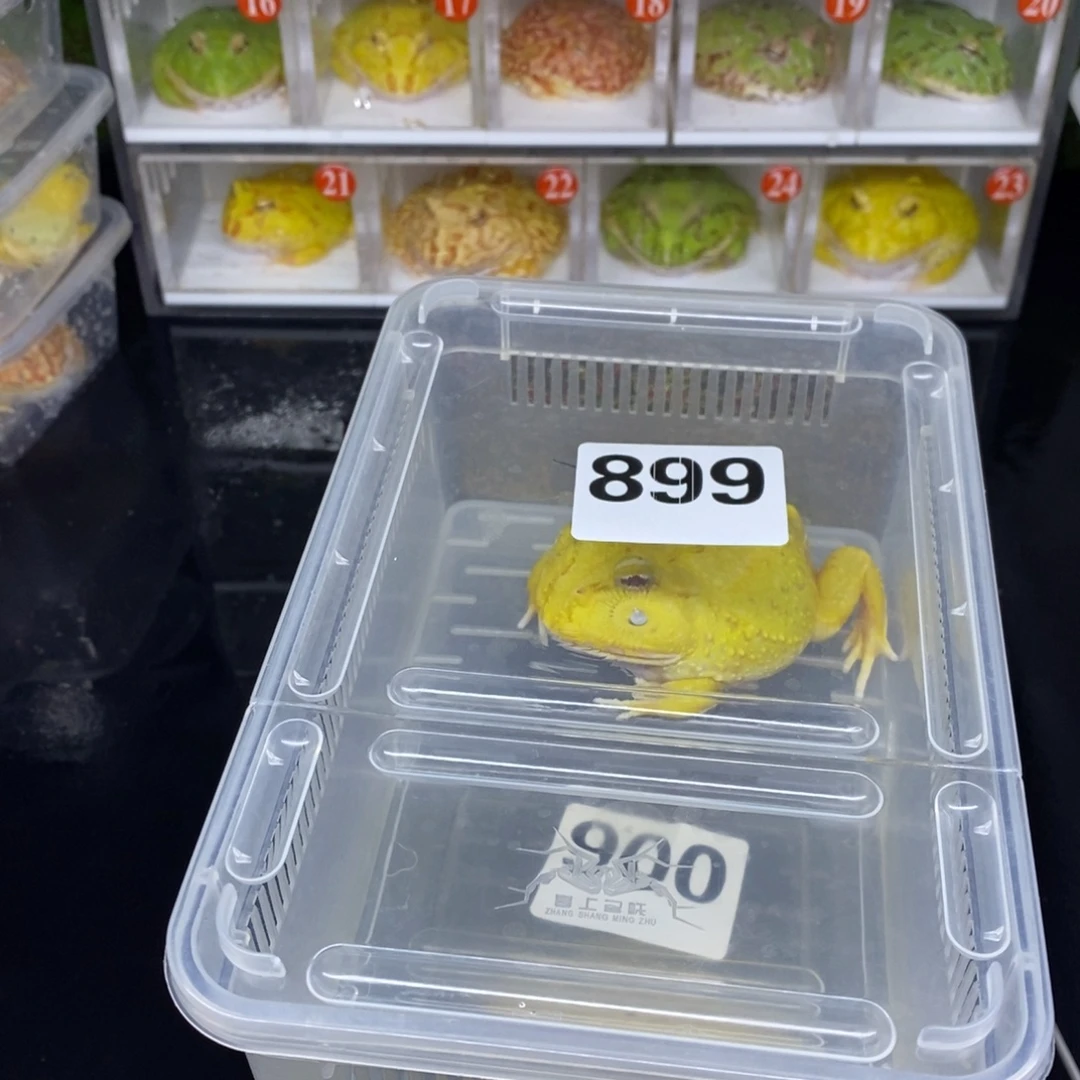 角蛙两只蛋黄带盒子