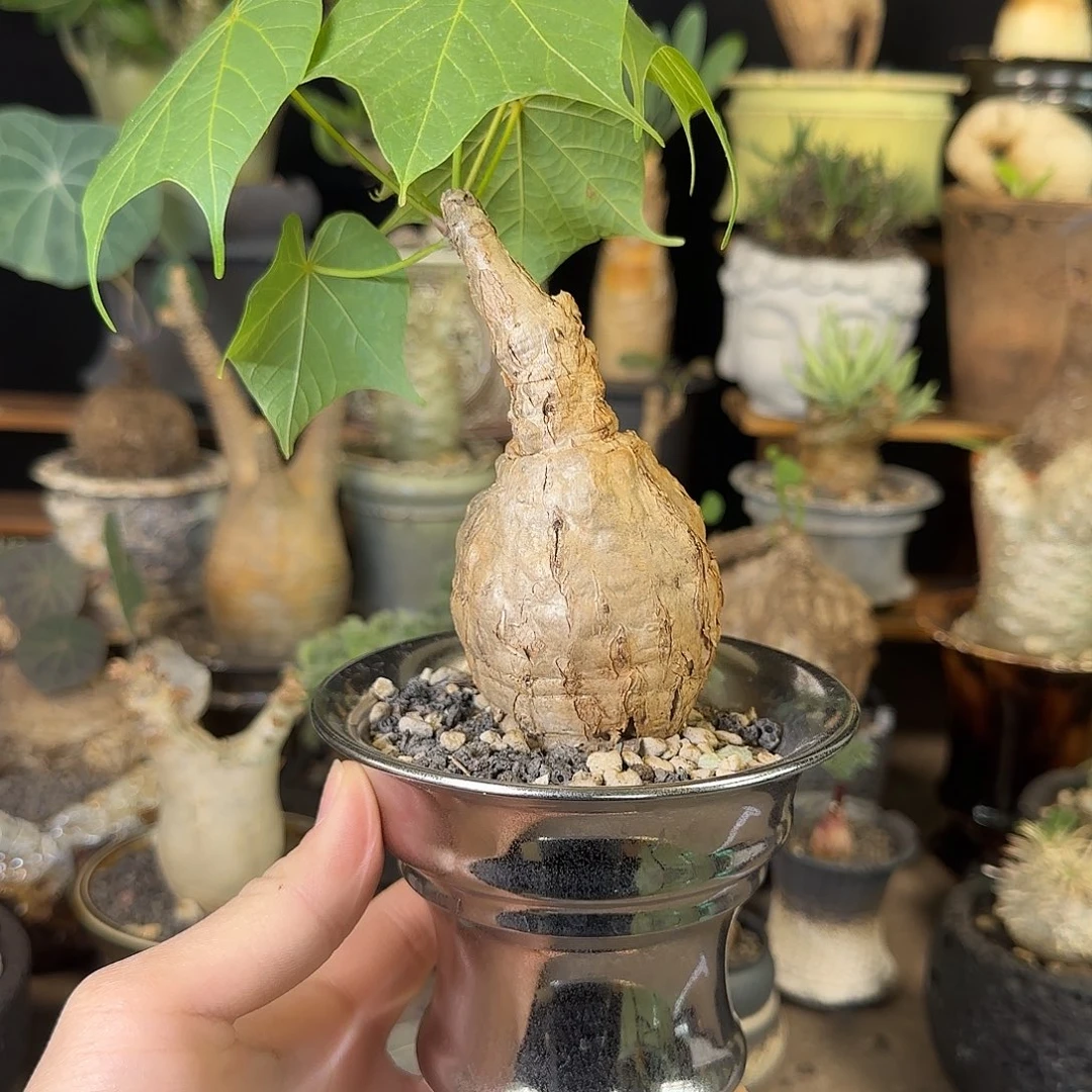 一物一拍泰国火桐320