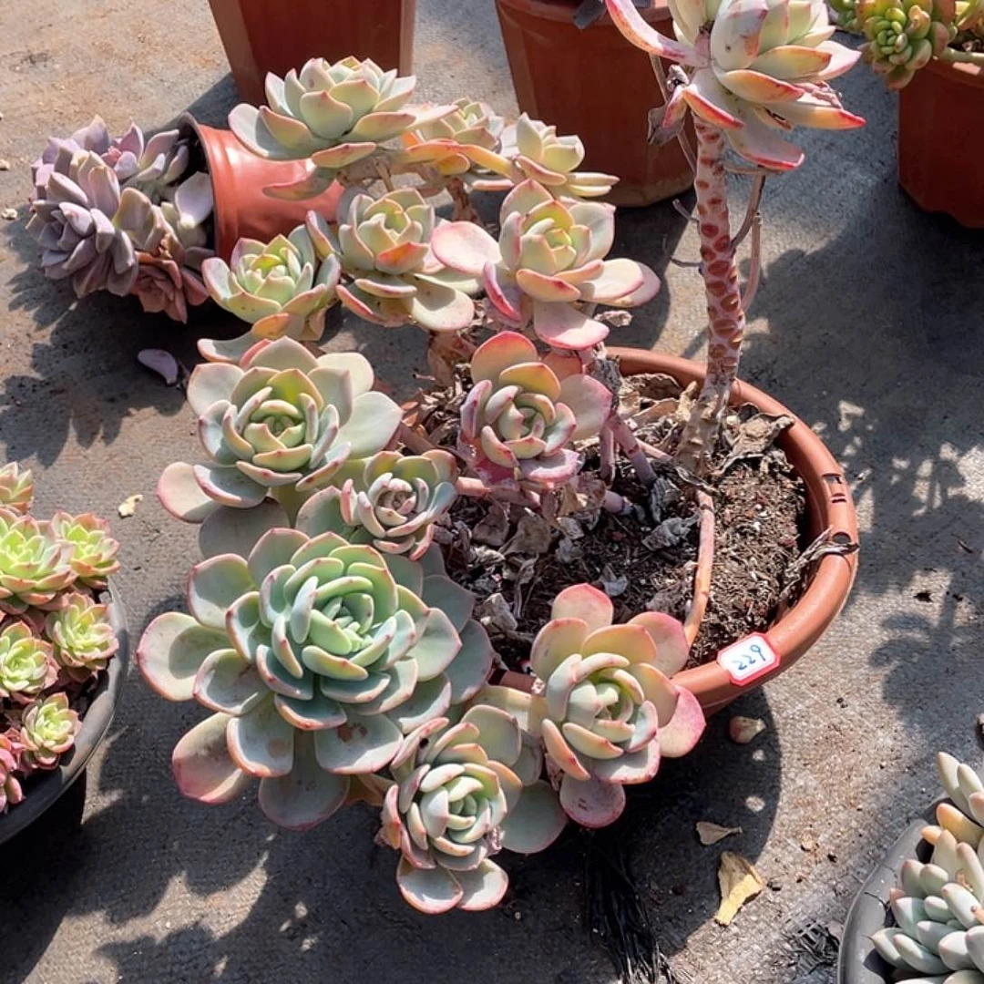 229白月光 一物一拍多肉