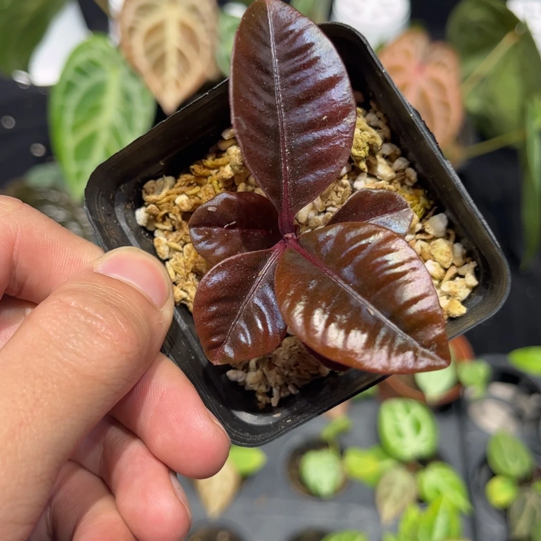 不开花植物紫金牛