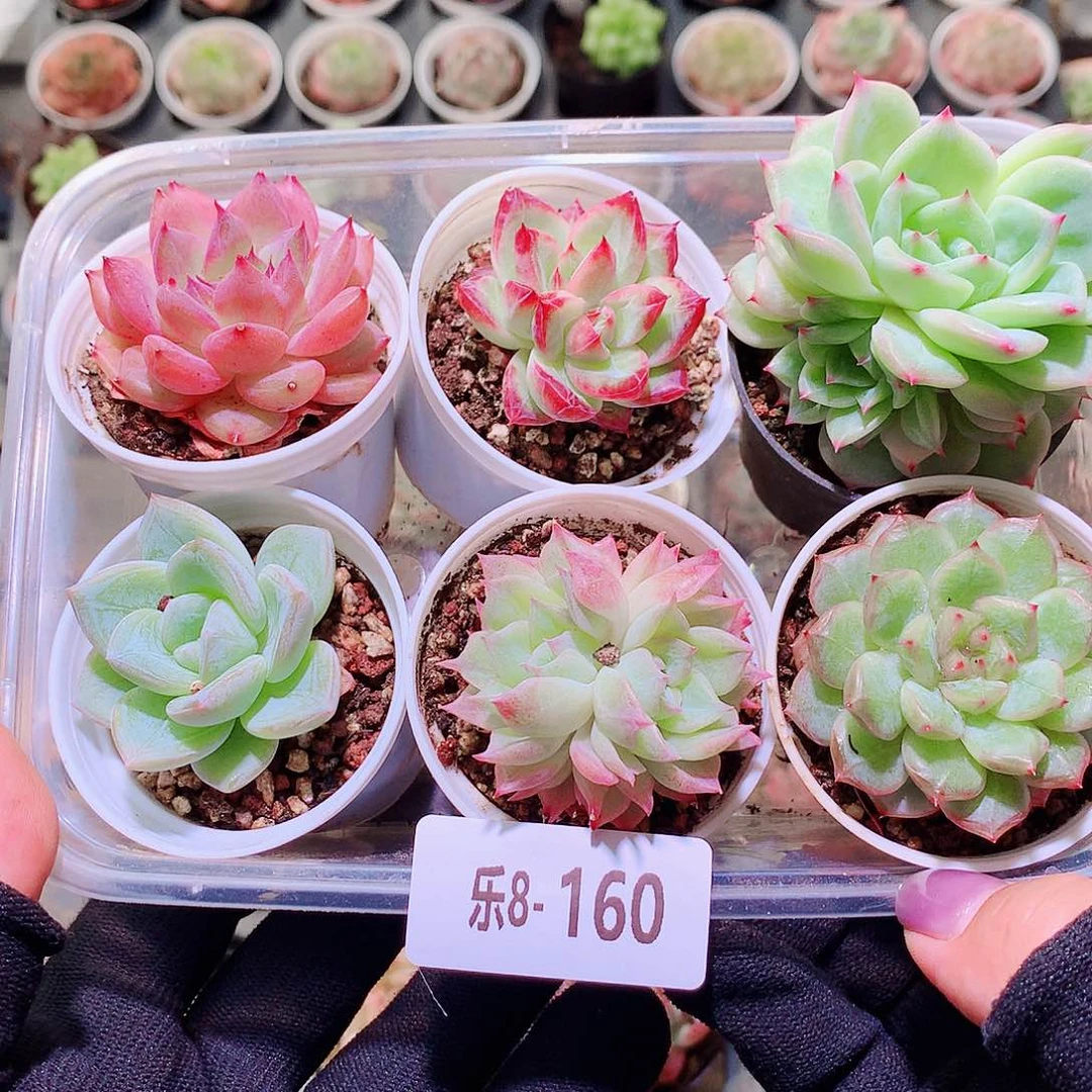 乐然8-160 框拍6颗