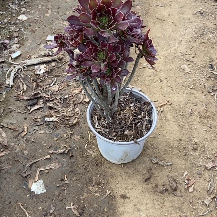无花朵4号的链小黑豆法师