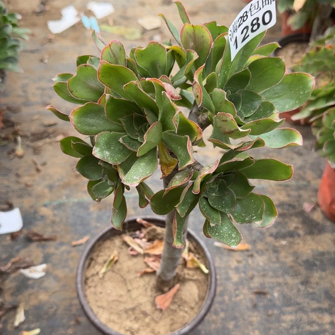 艳姿多肉1280满28包邮断枝不包
