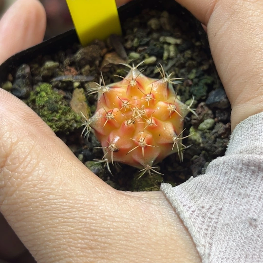 泰系侧芽皮色球有妈妈A78