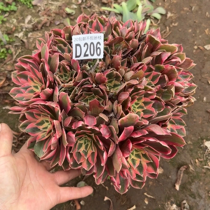 女妖……多肉植物……