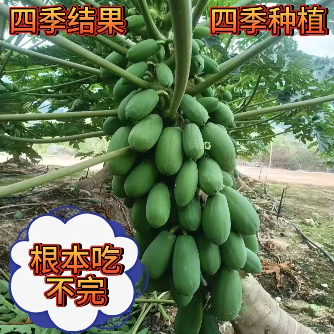 大青木瓜苗矮化特大红心青木瓜广西南方树苗种植四季红肉水果当年