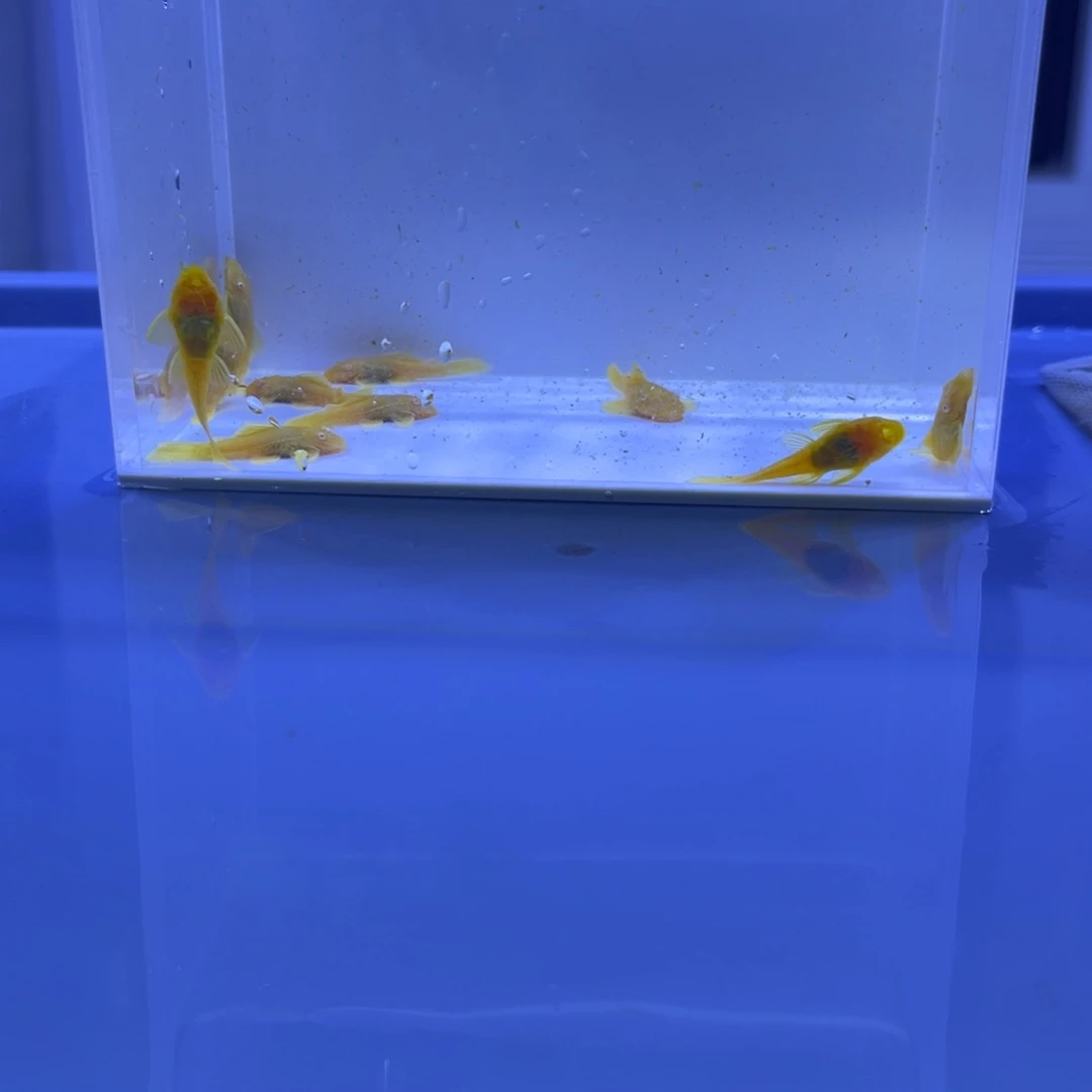 孔雀鱼胡子十条开箱视频报损
