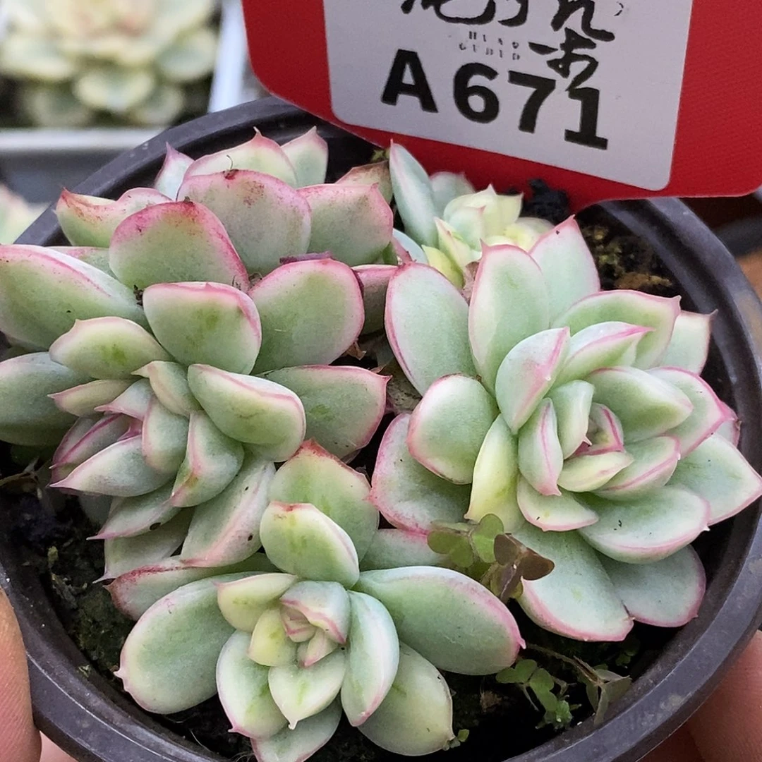 671哈哈哈哈哈哈哈哈哈