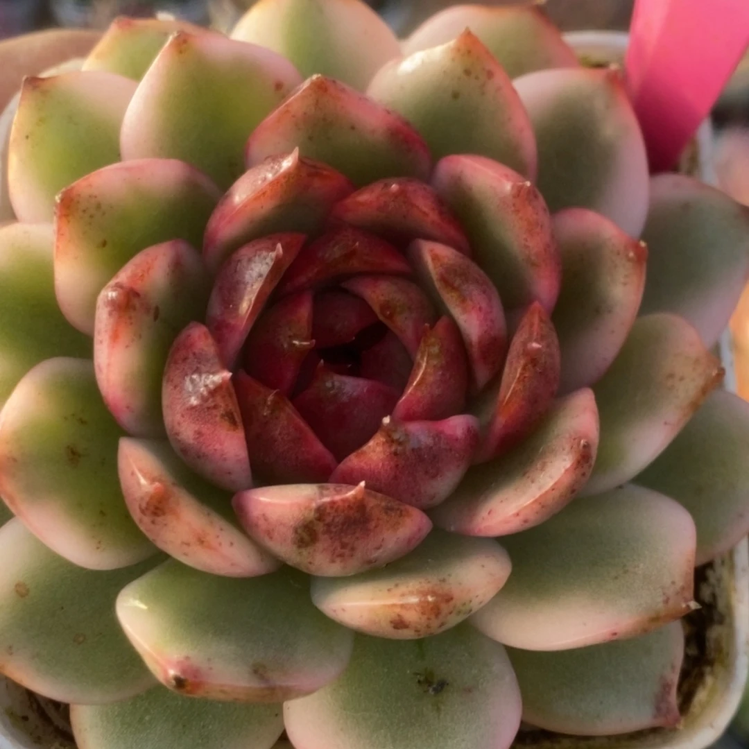 370黑水晶锦锦锦锦锦