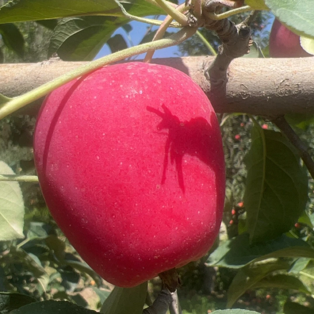 新疆阿克苏香妃海棠鸡心果新鲜应季水果现摘现发清脆爽口酸甜多汁