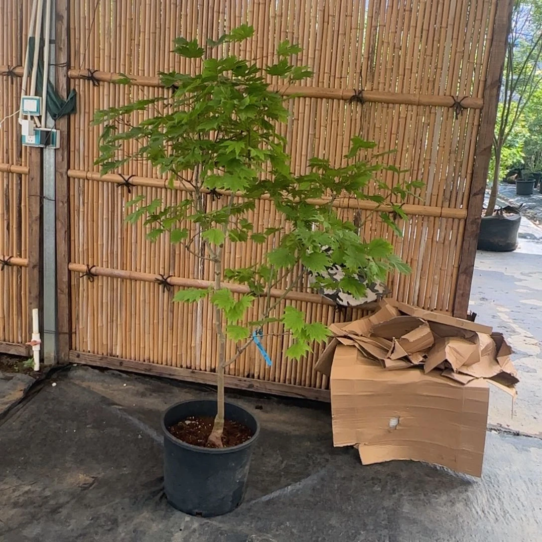 小***，无花朵大竜一物一拍