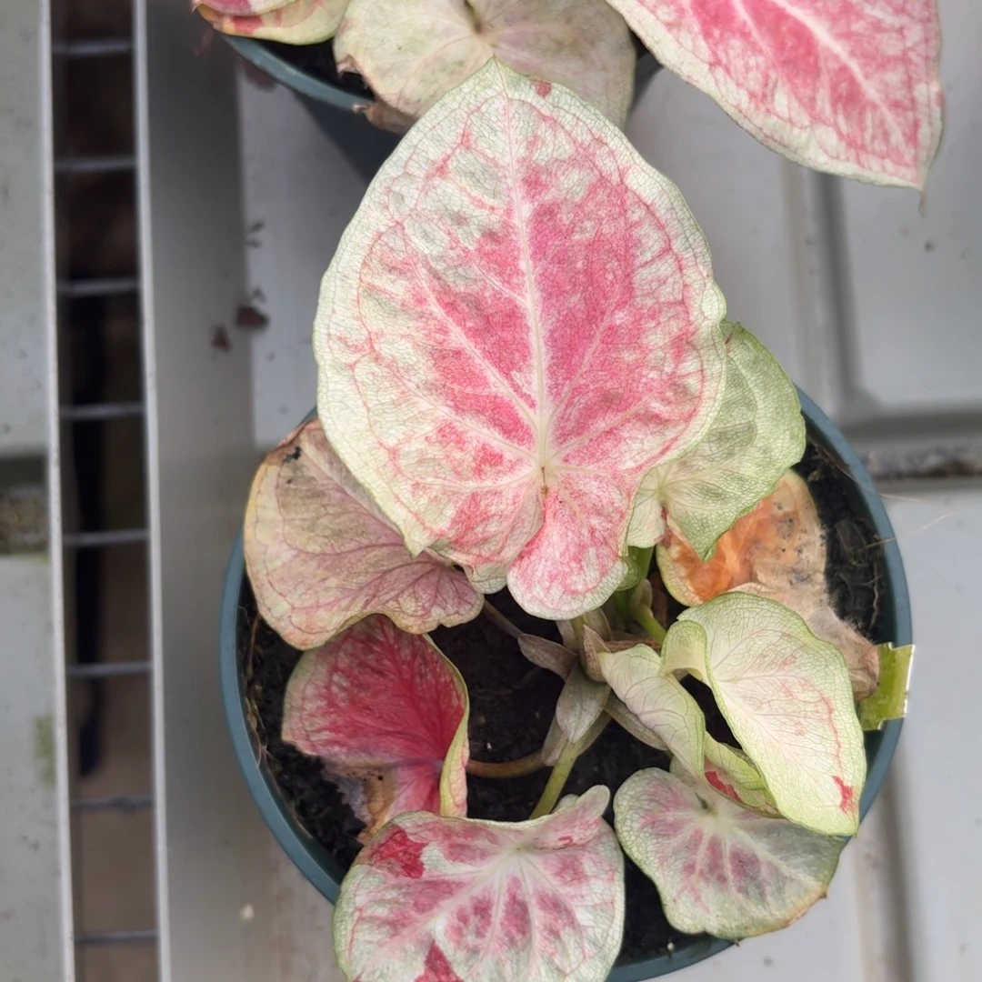 天堂莲花泰国彩叶芋70-1216