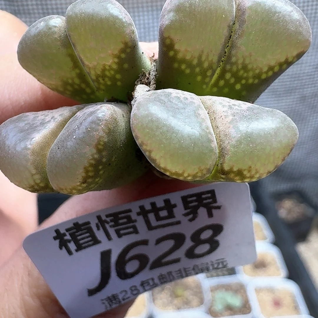 多肉植物的润泽额f f