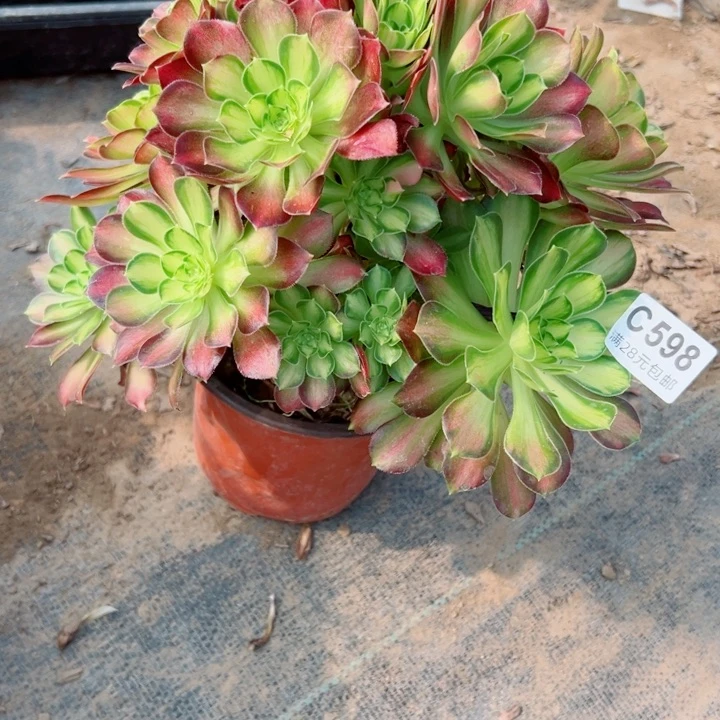 598韶华多肉植物