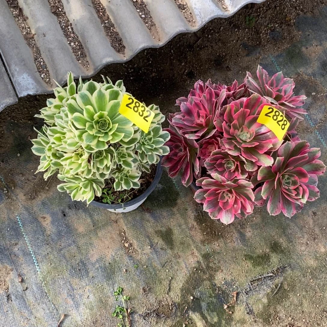 组合两颗多肉法师粉女郎2828迈巴赫