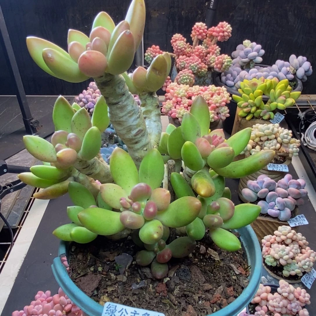 775芒果奶多肉有断枝