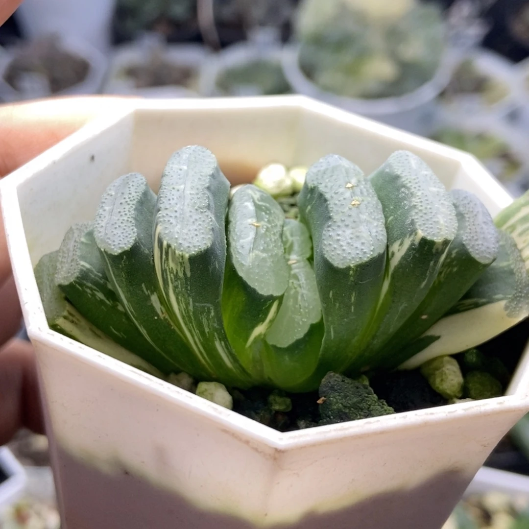 海野玉扇锦一物一拍