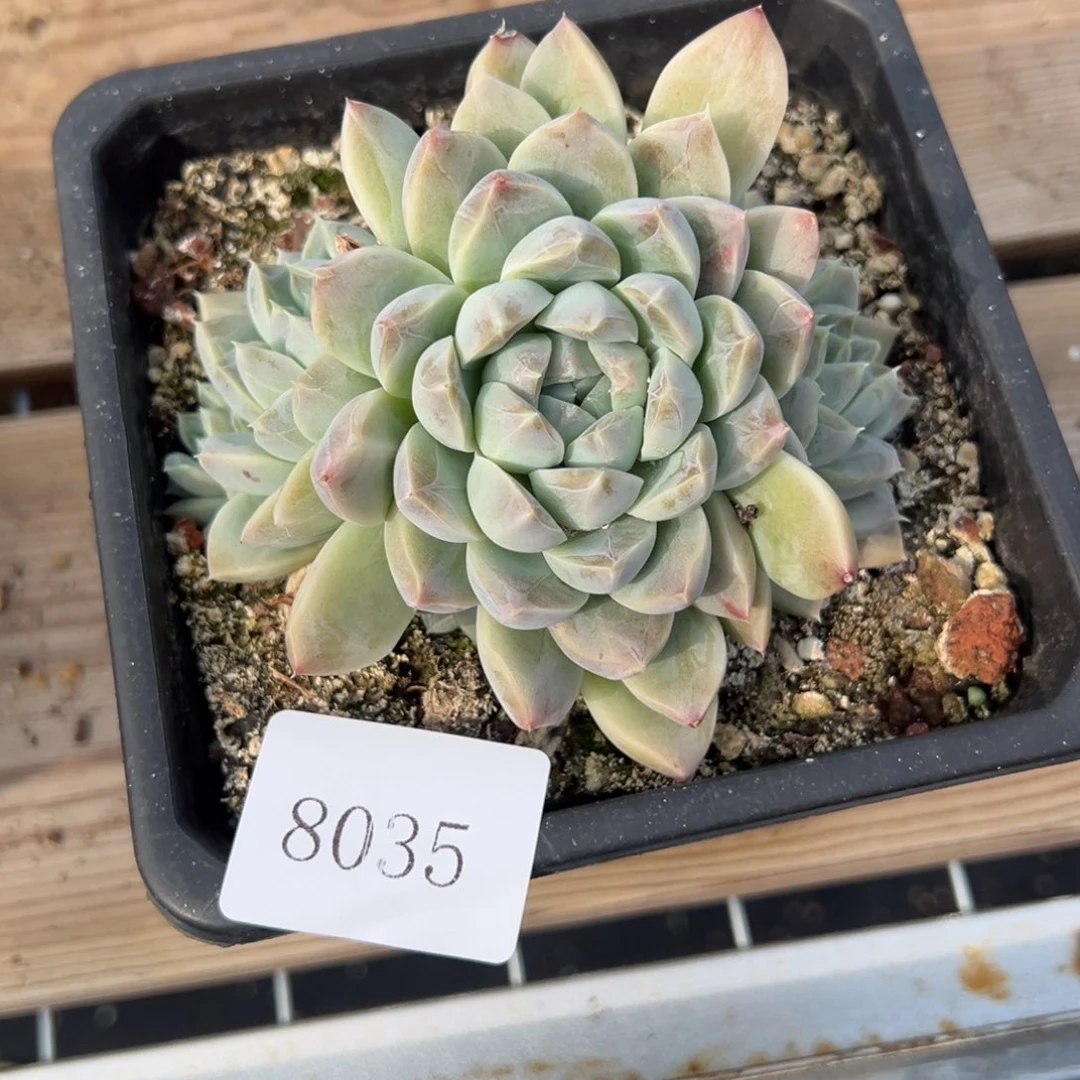 S****g8035多肉多多多多多