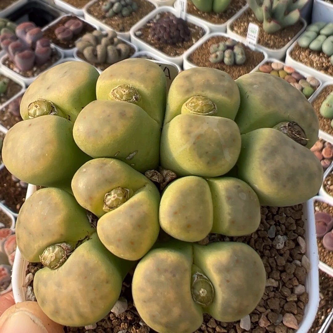 42多肉植物百科植物