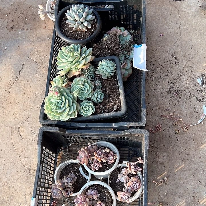 繁***、多肉植物一物一拍