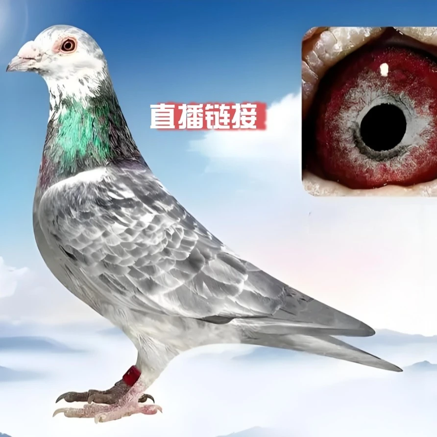 纯种信鸽活体包邮精品站赛获奖血统种鸽原环成绩鸽幼鸽大鼻子