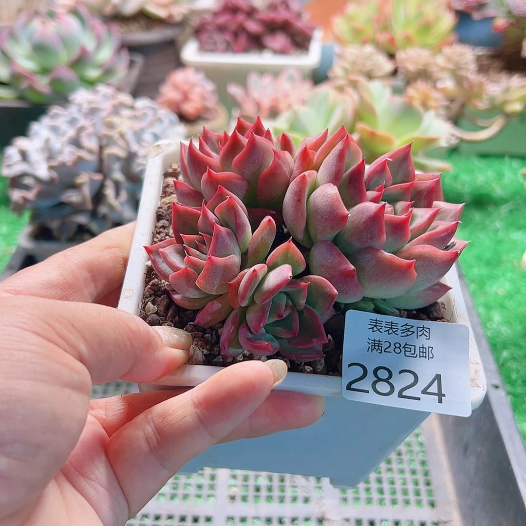 多肉一物一拍植物2824