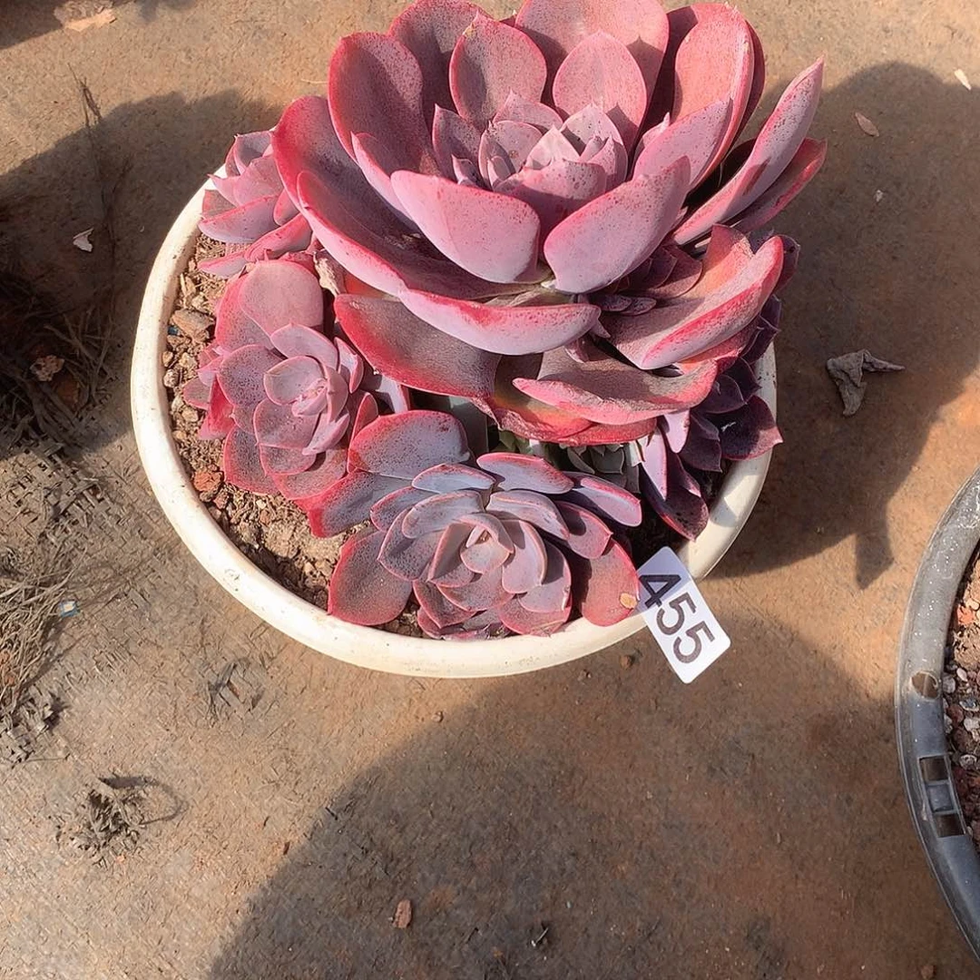 455 一物一拍多肉！