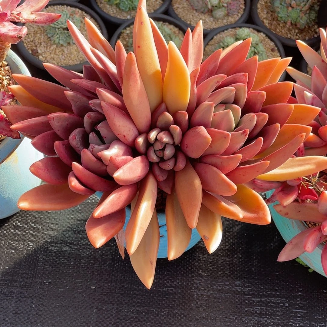 多肉植物一物一拍