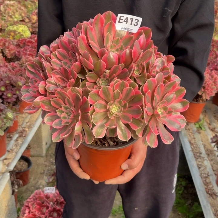 瑞妈，，。。。。。。413女妖，