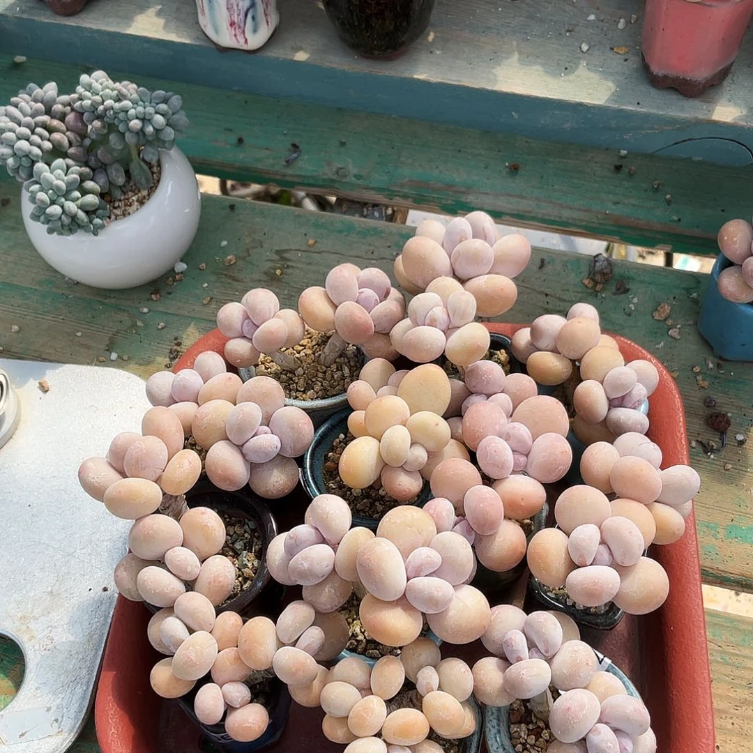 多肉植物的生长发育
