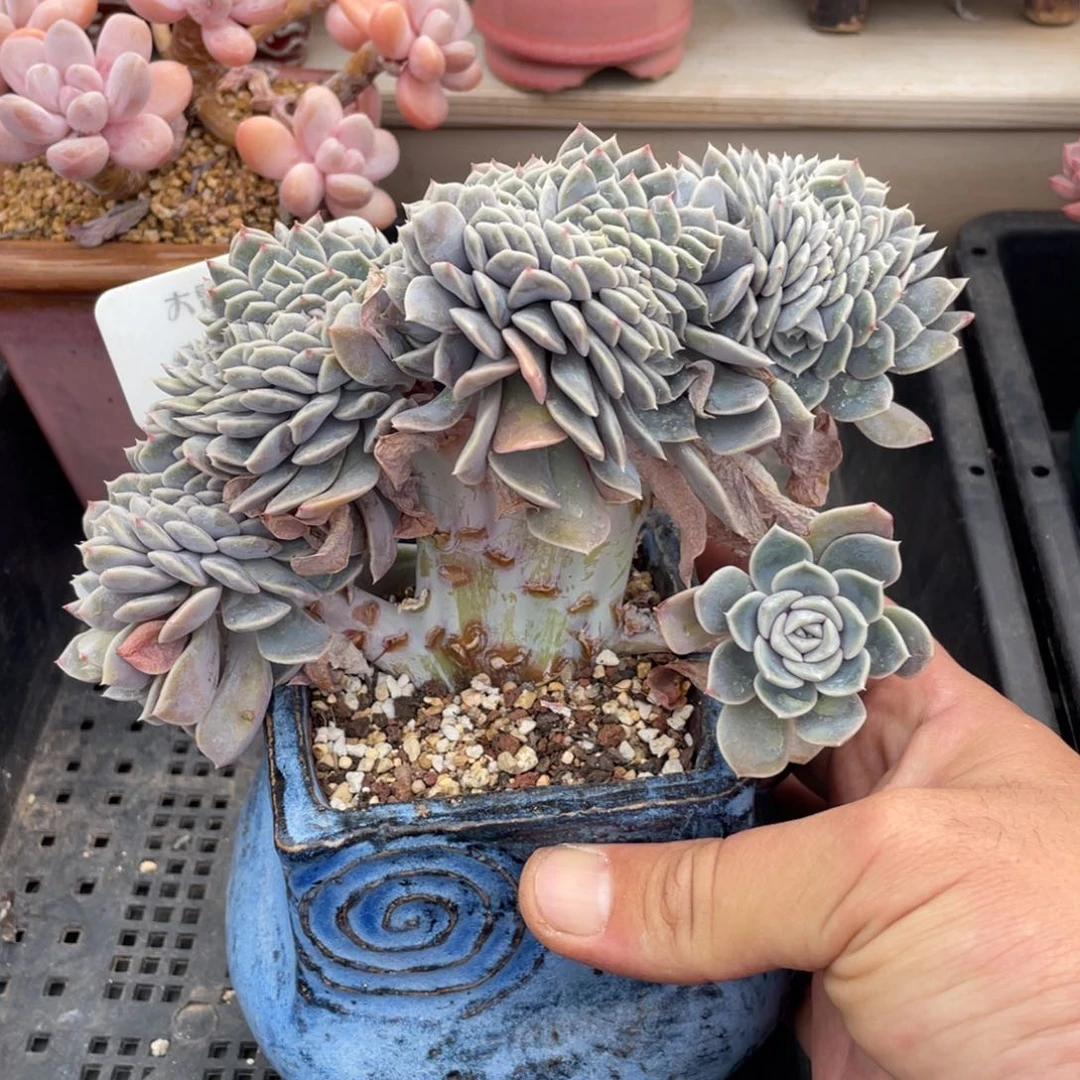 0364汉堡缀不带盆16厘米