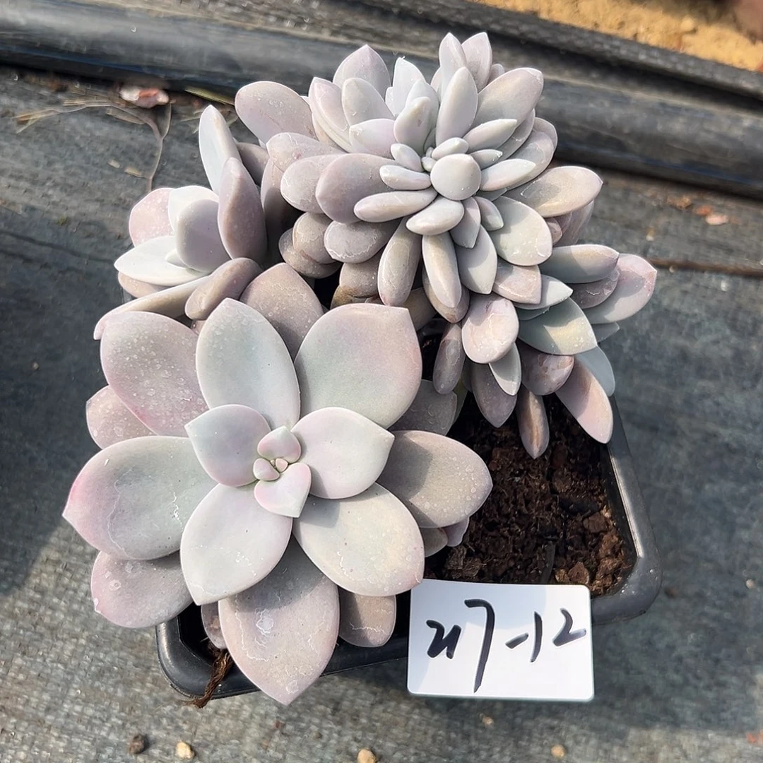 217-12桃霜缀化多肉