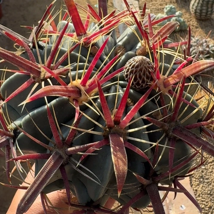 红刺日出实生66666555