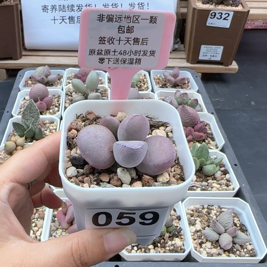 059球球紫蛋多肉植物