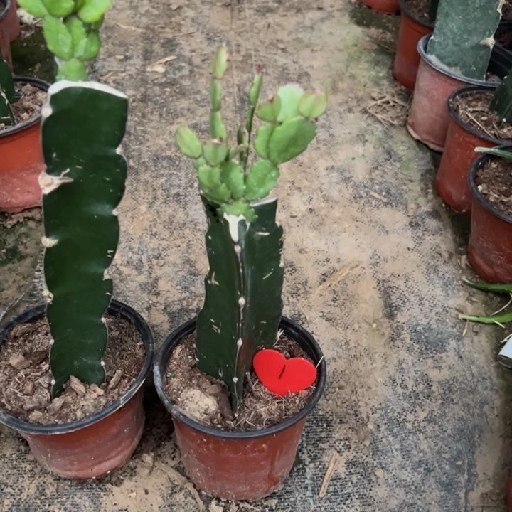 蟹***兰当前无花栽培后可以开花037  1