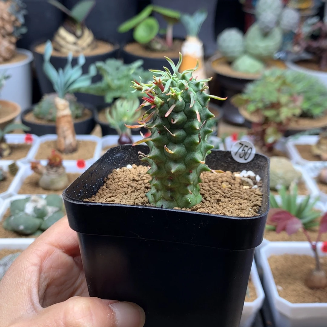 群星冠大戟带盆实生750