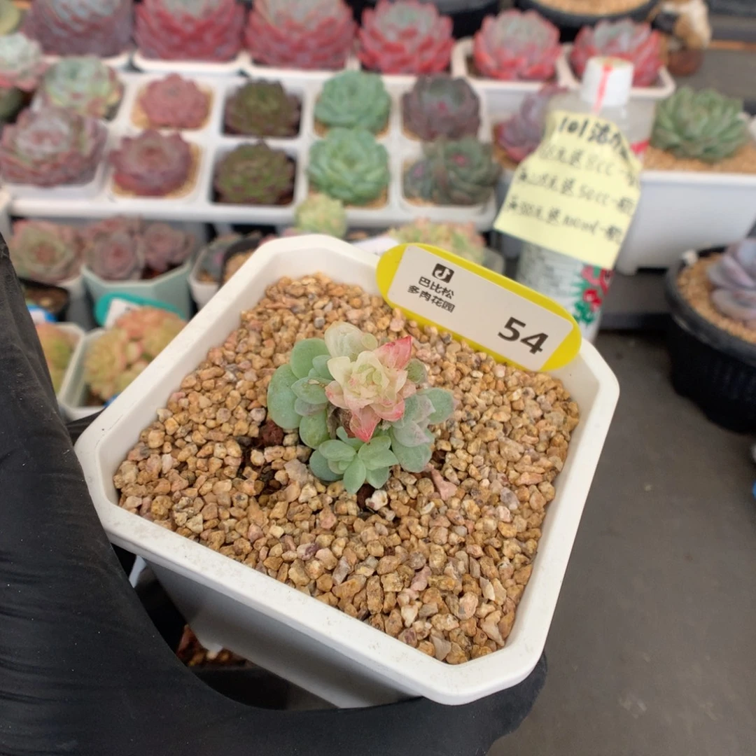 菁***菁54 冰玉石化多肉多肉