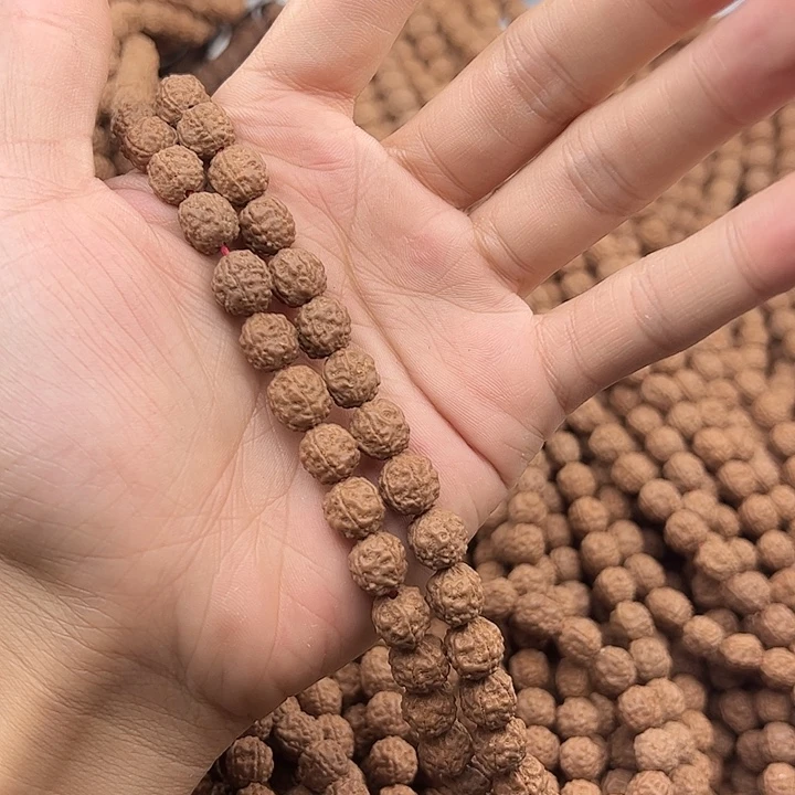 手串金刚菩提野龙