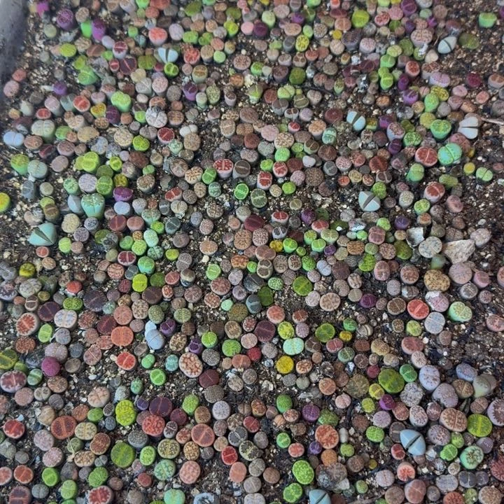 花**片多肉葡萄的季节73