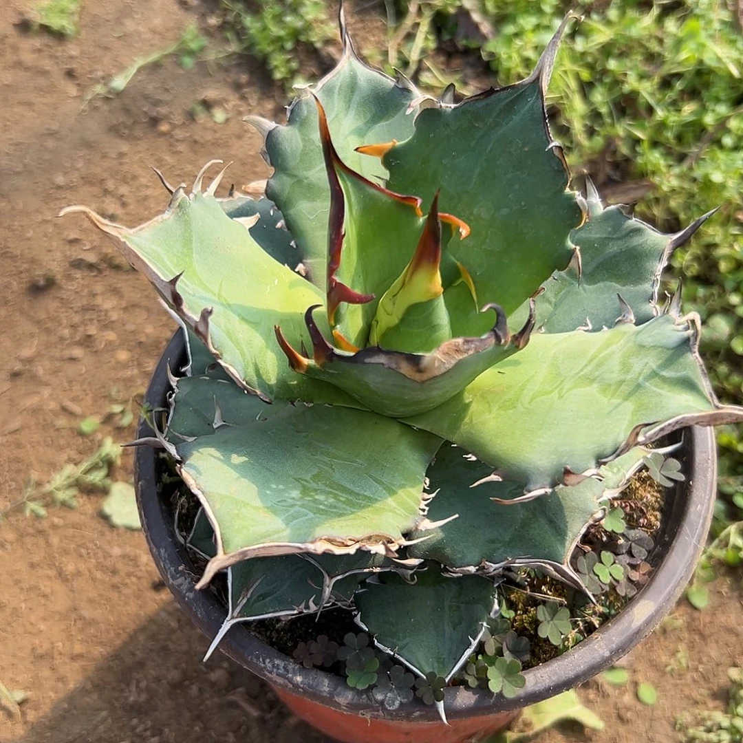 多肉植物仁王冠杂