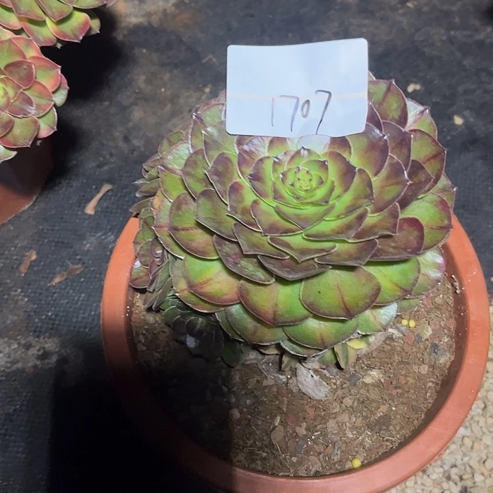 万7彩多肉植物保护1707