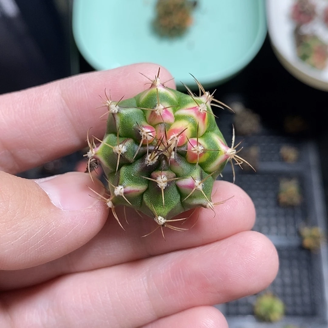 无花朵米哈仙人球花田侧芽010